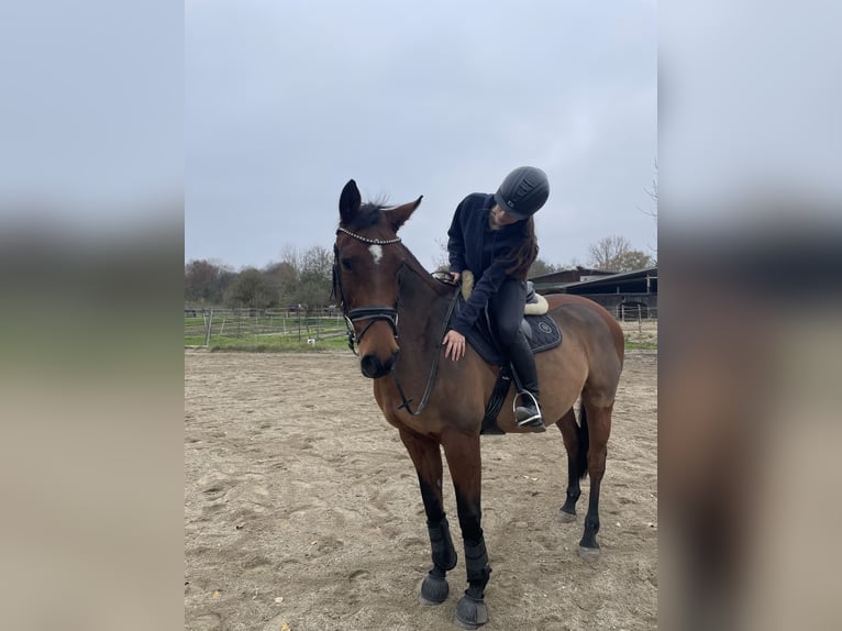 Oldenburger Springpferd Stute 18 Jahre 167 cm Brauner in Gerlenhofen