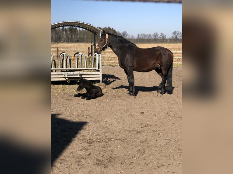Oldenburger Springpferd Stute 18 Jahre 168 cm Brauner in Winsen (Aller)