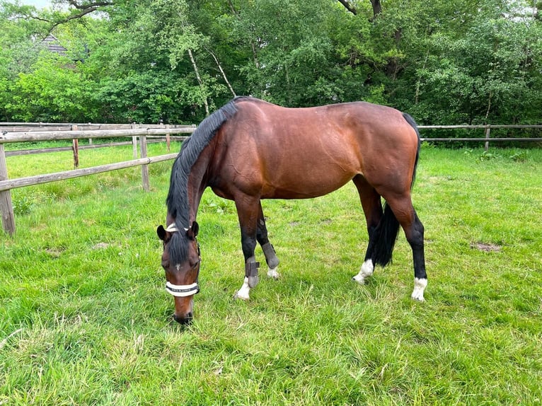 Oldenburger Springpferd Stute 18 Jahre 168 cm Dunkelbrauner in Lilienthal
