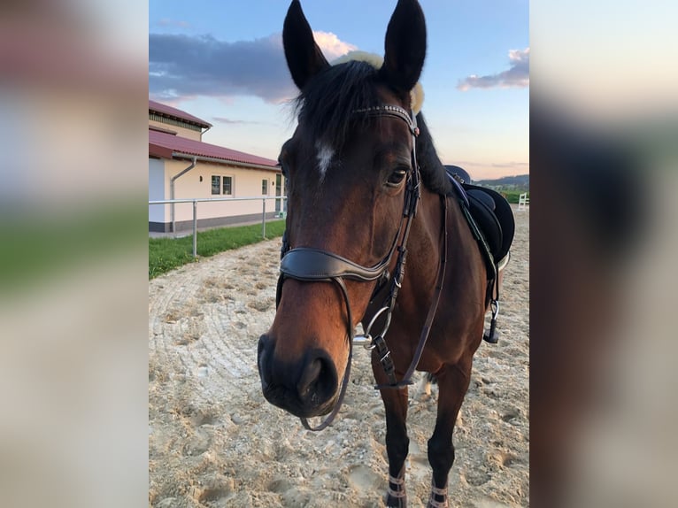 Oldenburger Springpferd Stute 18 Jahre 168 cm Dunkelbrauner in Lilienthal