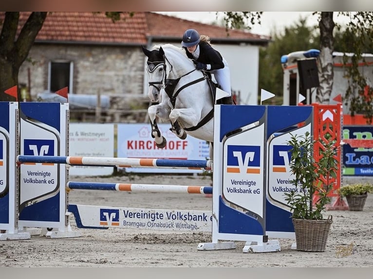 Oldenburger Springpferd Stute 19 Jahre 164 cm Schimmel in Lingen