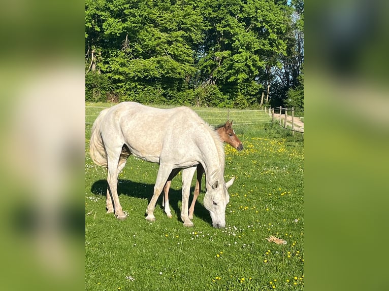 Oldenburger Springpferd Stute 19 Jahre 165 cm Schimmel in Berg
