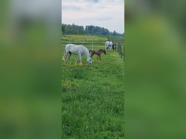 Oldenburger Springpferd Stute 19 Jahre 165 cm Schimmel in Berg