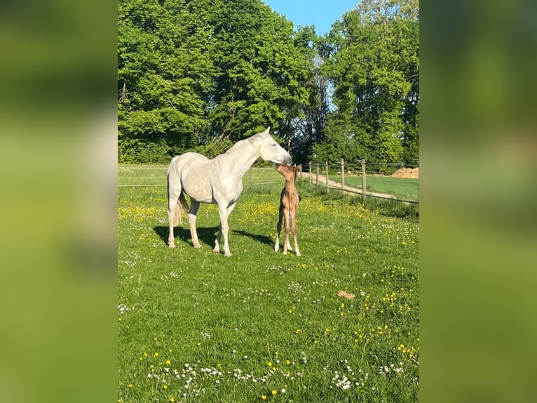 Oldenburger Springpferd Stute 19 Jahre 165 cm Schimmel in Berg