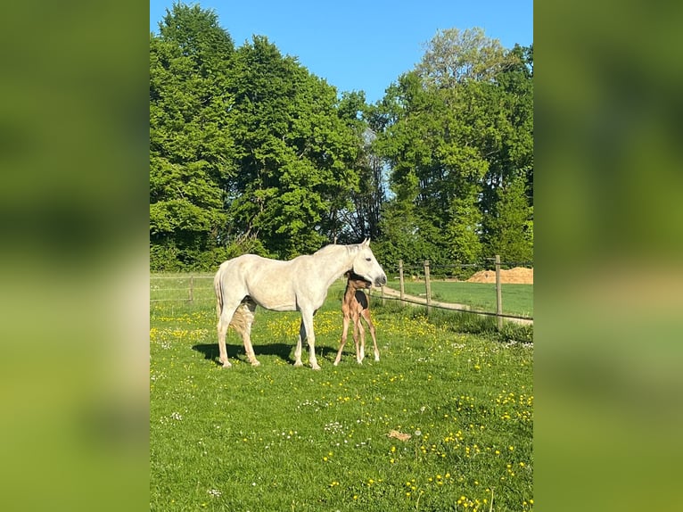 Oldenburger Springpferd Stute 19 Jahre 165 cm Schimmel in Berg