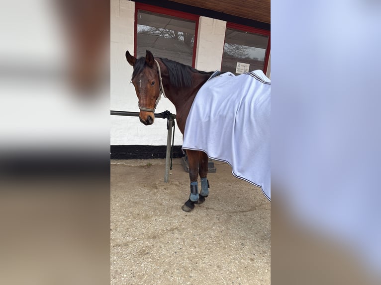 Oldenburger Springpferd Stute 19 Jahre 168 cm Dunkelbrauner in Seelze