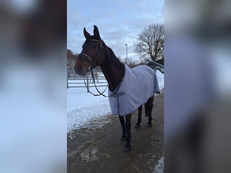 Oldenburger Springpferd Stute 19 Jahre 168 cm Dunkelbrauner in Seelze