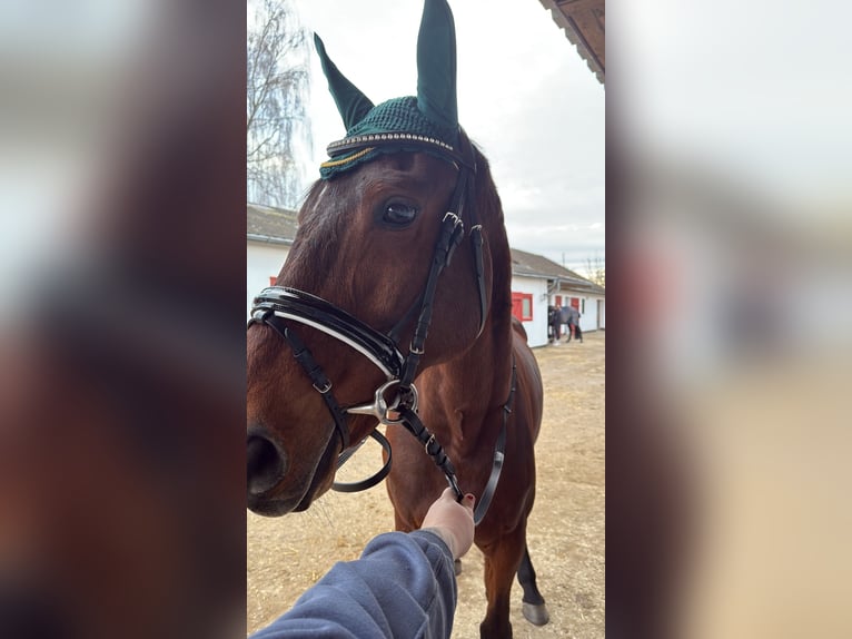 Oldenburger Springpferd Stute 19 Jahre 168 cm Dunkelbrauner in Seelze