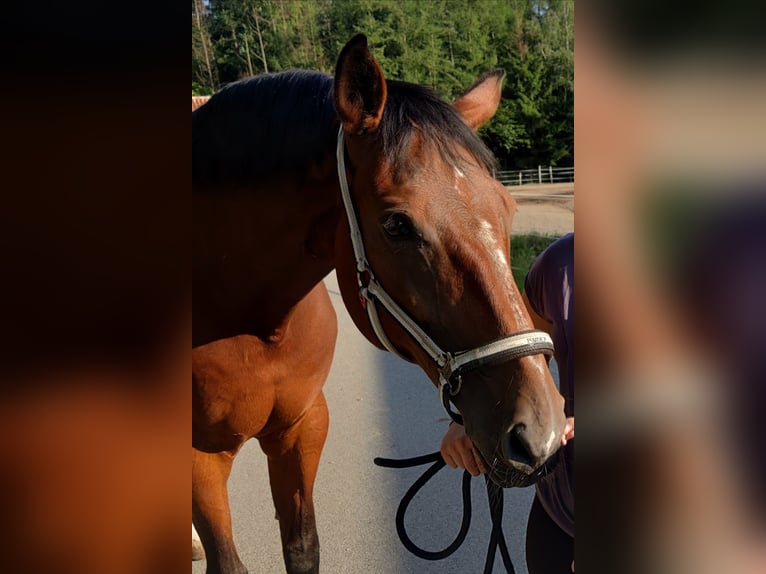 Oldenburger Springpferd Stute 19 Jahre Brauner in St