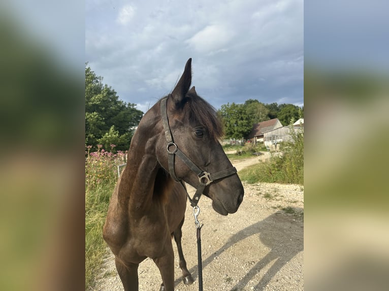 Oldenburger Springpferd Stute 1 Jahr 140 cm Schwarzbrauner in Train