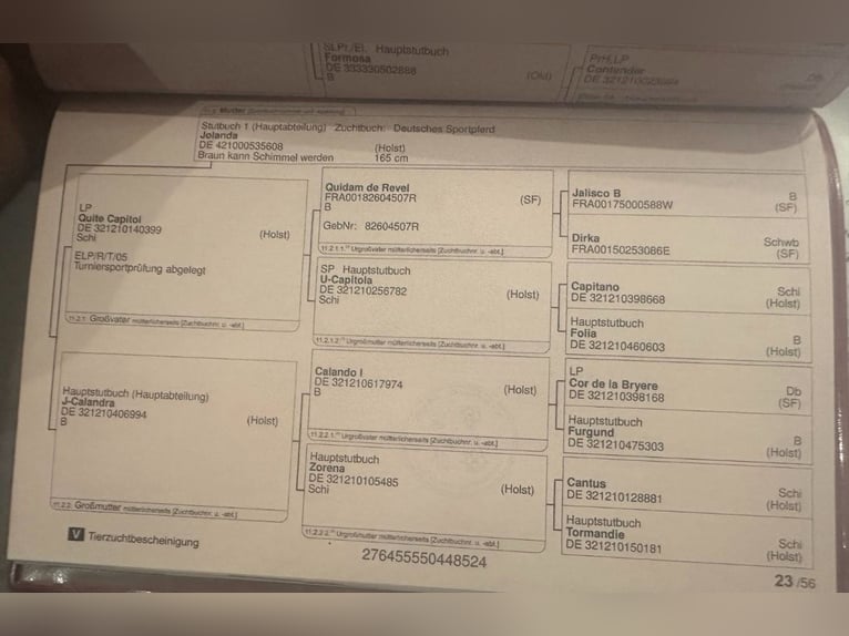 Oldenburger Springpferd Mix Stute 1 Jahr 155 cm Schimmel in Döbeln