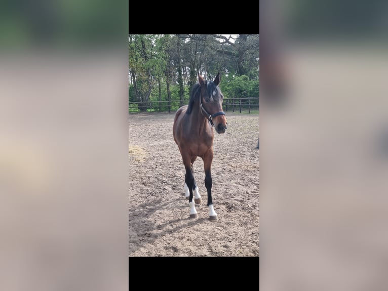 Oldenburger Springpferd Stute 1 Jahr 156 cm Brauner in Lingen