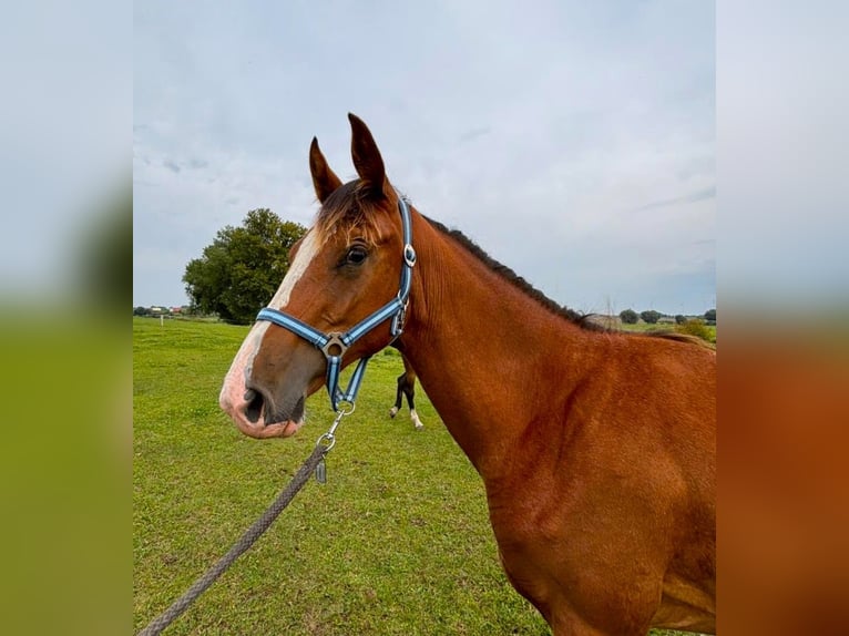 Oldenburger Springpferd Stute 1 Jahr 157 cm Brauner in Satow