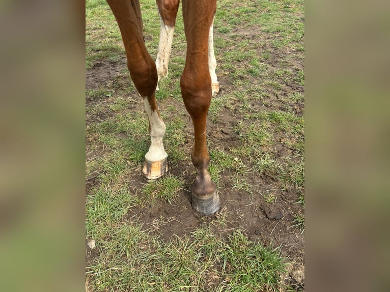 Oldenburger Springpferd Stute 1 Jahr 157 cm Brauner in Satow