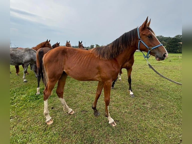 Oldenburger Springpferd Stute 1 Jahr 157 cm Brauner in Satow