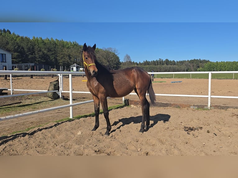 Oldenburger Springpferd Stute 1 Jahr 168 cm Brauner in L&#x119;bork