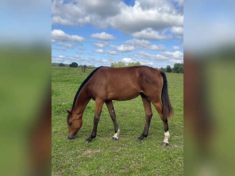 Oldenburger Springpferd Stute 1 Jahr 169 cm Brauner in Papenhagen