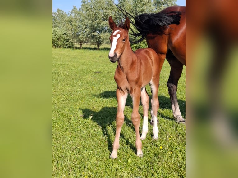 Oldenburger Springpferd Stute 1 Jahr 170 cm Brauner in Osnabrück