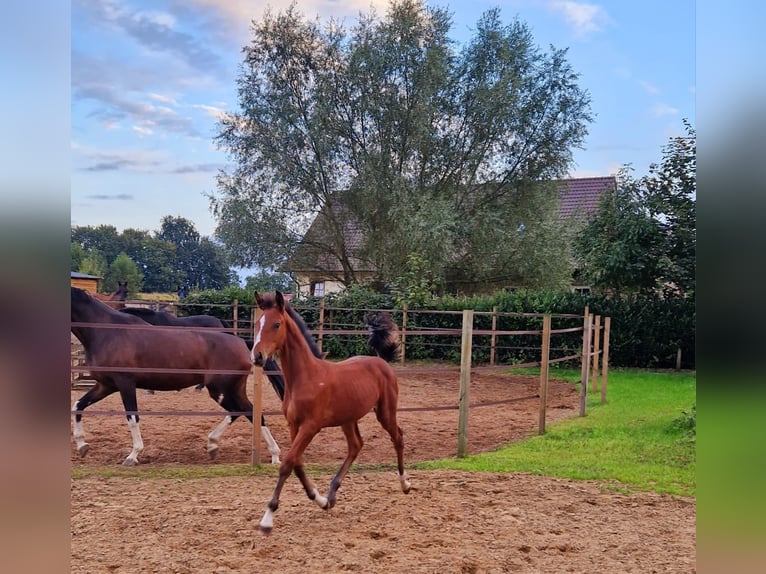 Oldenburger Springpferd Stute 1 Jahr 170 cm Brauner in Schwertberg