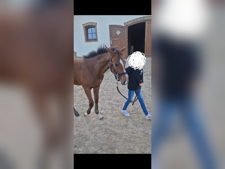Oldenburger Springpferd Stute 1 Jahr 170 cm Brauner in Schwertberg