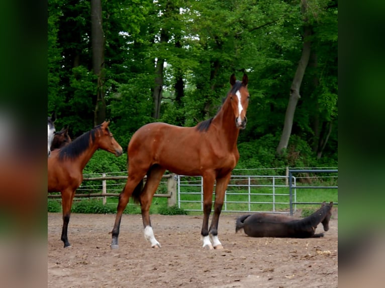 Oldenburger Springpferd Stute 1 Jahr 170 cm Brauner in Schwertberg