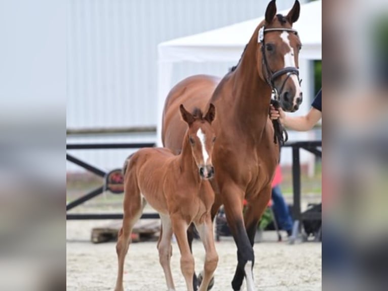 Oldenburger Springpferd Stute 1 Jahr 170 cm Brauner in Schwertberg
