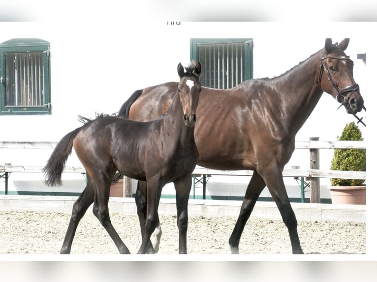 Oldenburger Springpferd Stute 1 Jahr 170 cm Dunkelbrauner in Mönkhagen