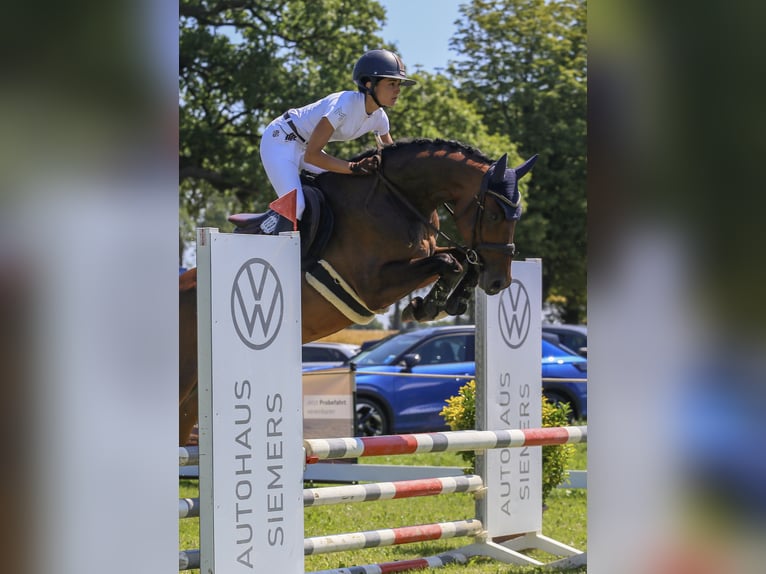 Oldenburger Springpferd Stute 1 Jahr 170 cm Dunkelbrauner in Mönkhagen