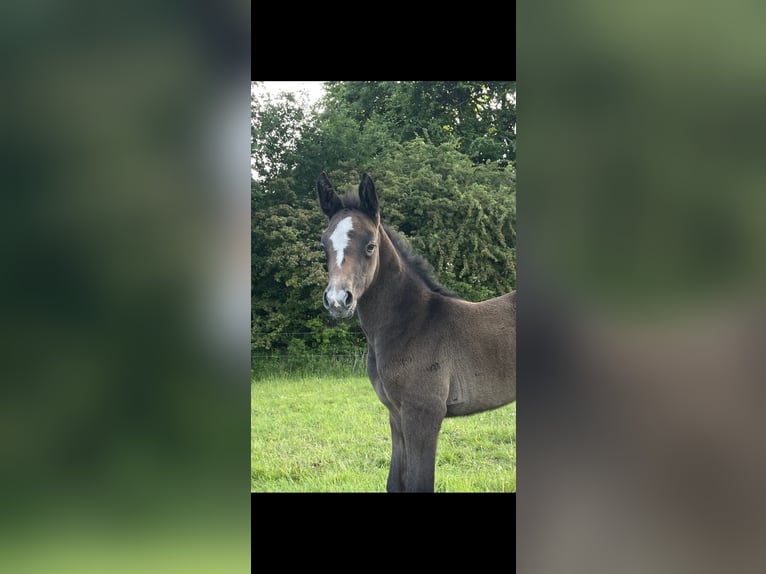 Oldenburger Springpferd Stute 1 Jahr 170 cm Kann Schimmel werden in Handewitt