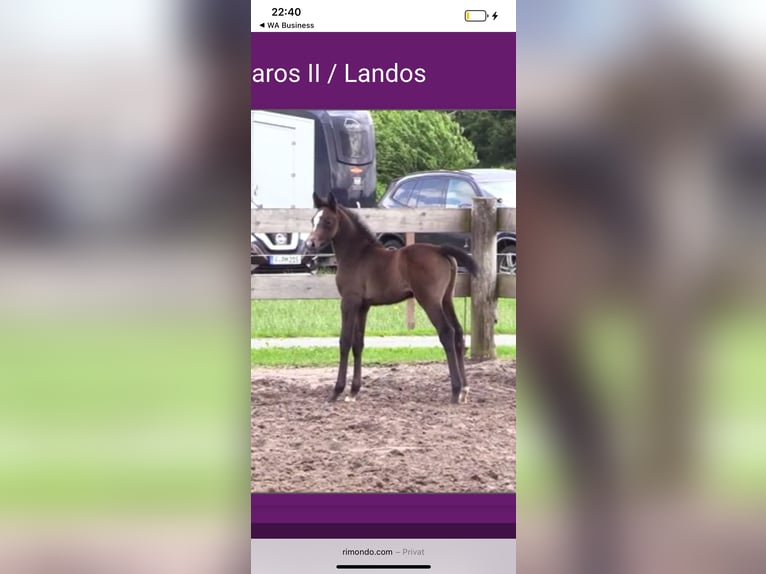 Oldenburger Springpferd Stute 1 Jahr 170 cm Kann Schimmel werden in Handewitt