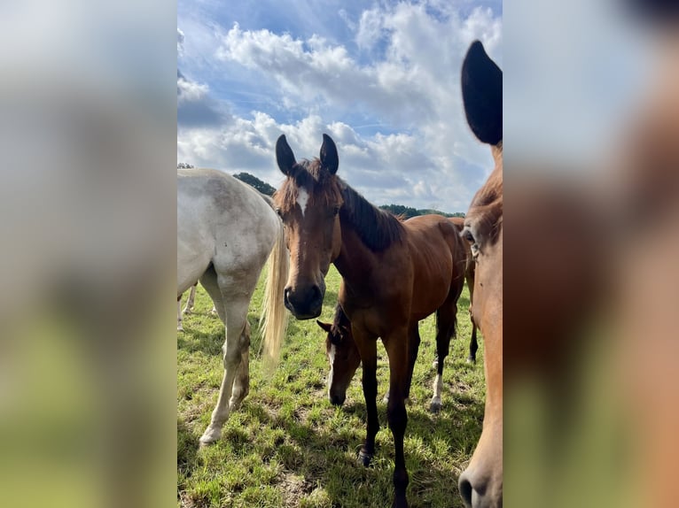 Oldenburger Springpferd Stute 1 Jahr 171 cm Brauner in Löningen