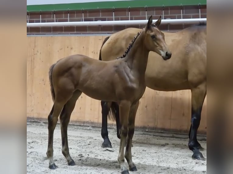 Oldenburger Springpferd Stute 1 Jahr 175 cm Brauner in Warnkenhagen