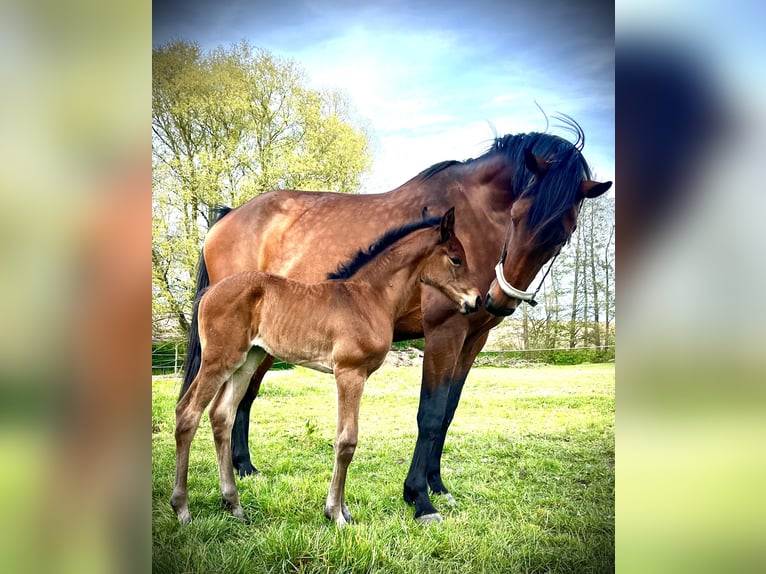 Oldenburger Springpferd Stute 1 Jahr 175 cm Brauner in Warnkenhagen