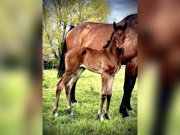 Oldenburger Springpferd Stute 1 Jahr 175 cm Brauner in Warnkenhagen