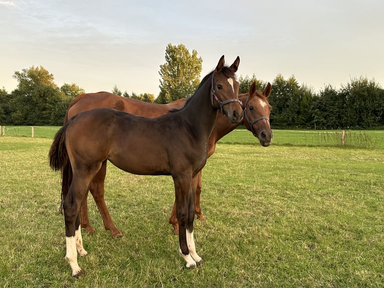 Oldenburger Springpferd Stute 1 Jahr Brauner in Denekamp