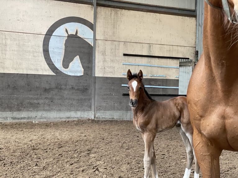 Oldenburger Springpferd Stute 1 Jahr Brauner in Denekamp
