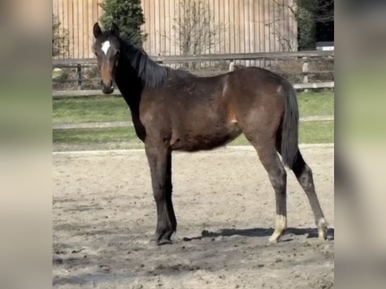 Oldenburger Springpferd Stute 1 Jahr Brauner in Löningen