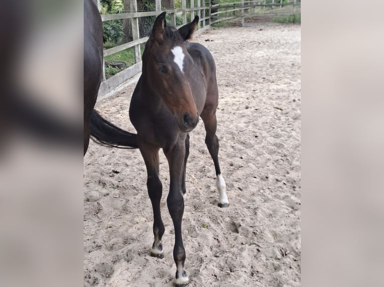 Oldenburger Springpferd Stute 1 Jahr Brauner in Löningen