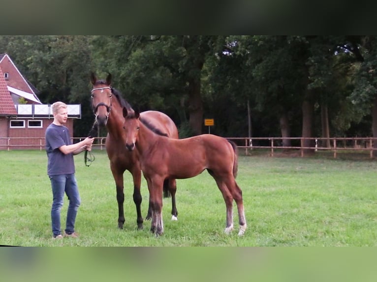 Oldenburger Springpferd Stute 1 Jahr Brauner in Cloppenburg