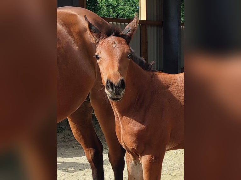 Oldenburger Springpferd Stute 1 Jahr Brauner in Cloppenburg