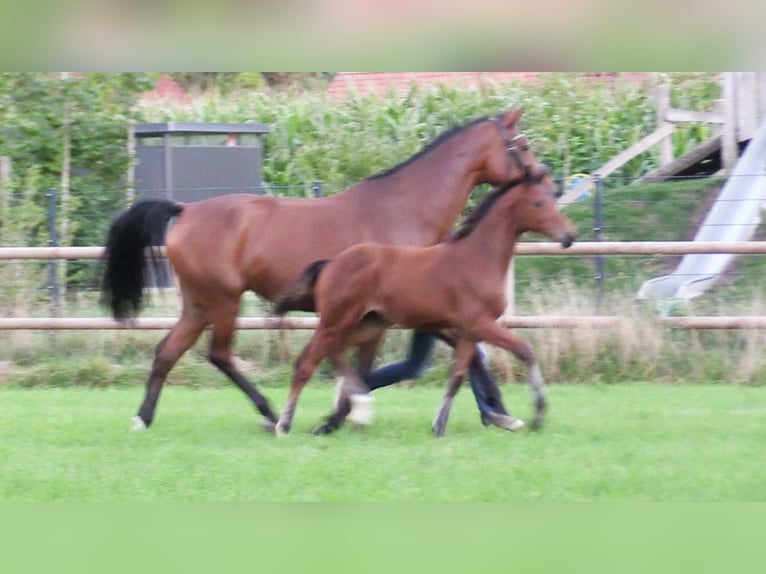 Oldenburger Springpferd Stute 1 Jahr Brauner in Cloppenburg