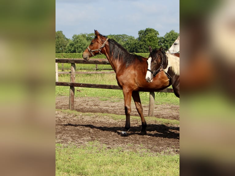 Oldenburger Springpferd Stute 1 Jahr Brauner in Westerstede