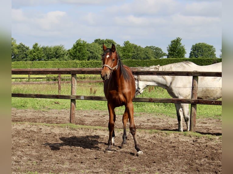 Oldenburger Springpferd Stute 1 Jahr Brauner in Westerstede