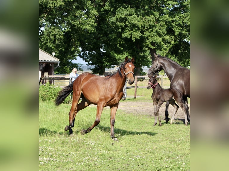 Oldenburger Springpferd Stute 1 Jahr Brauner in Westerstede