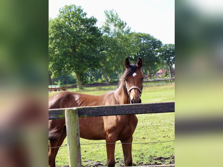 Oldenburger Springpferd Stute 1 Jahr Brauner in Westerstede