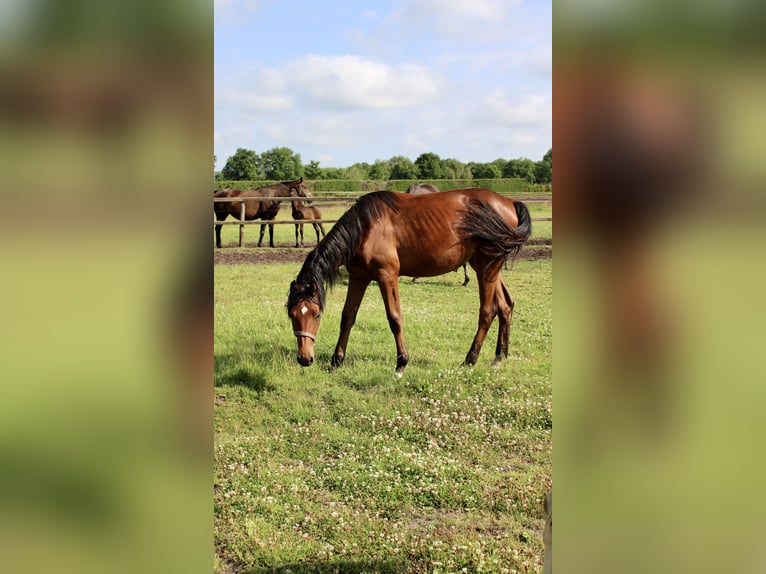 Oldenburger Springpferd Stute 1 Jahr Brauner in Westerstede