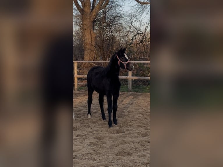 Oldenburger Springpferd Stute 1 Jahr Schimmel in HandewittHandewitt
