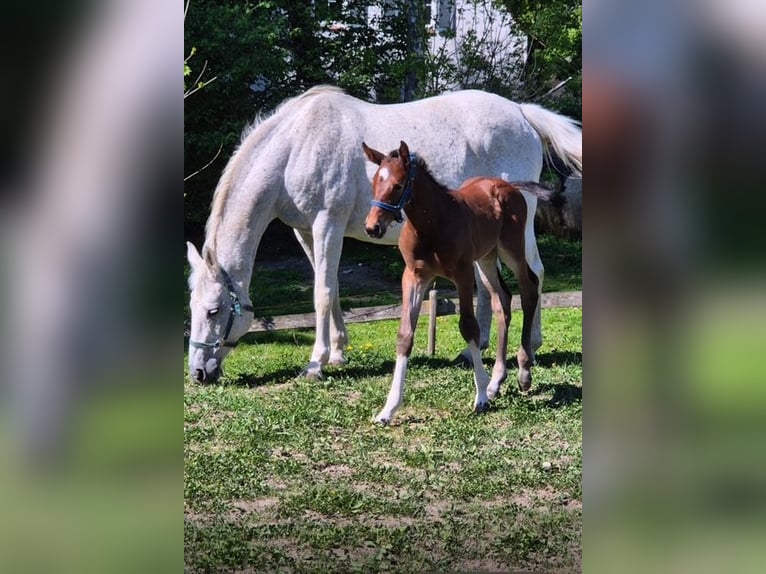 Oldenburger Springpferd Stute 20 Jahre 164 cm Apfelschimmel in Hellertshausen