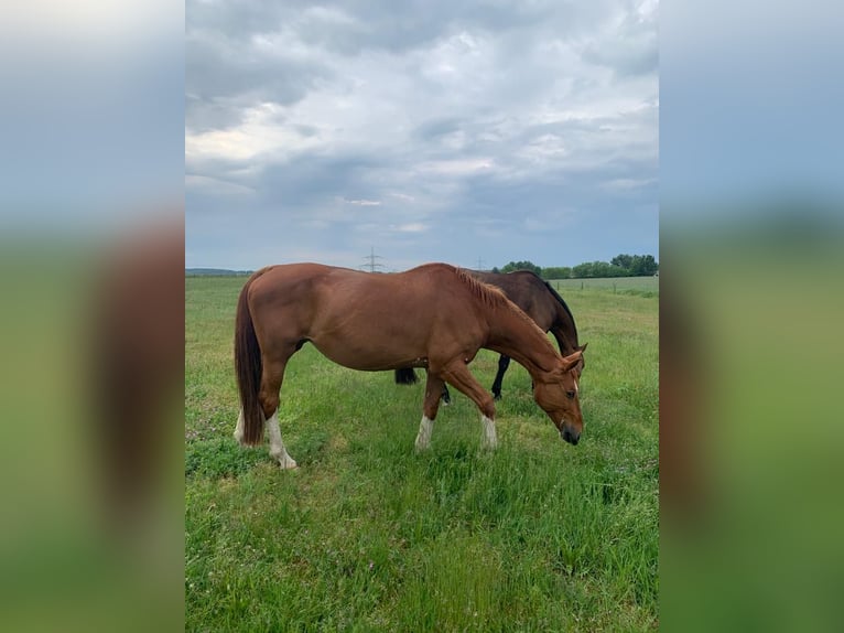 Oldenburger Springpferd Stute 20 Jahre 175 cm Fuchs in Derwitz