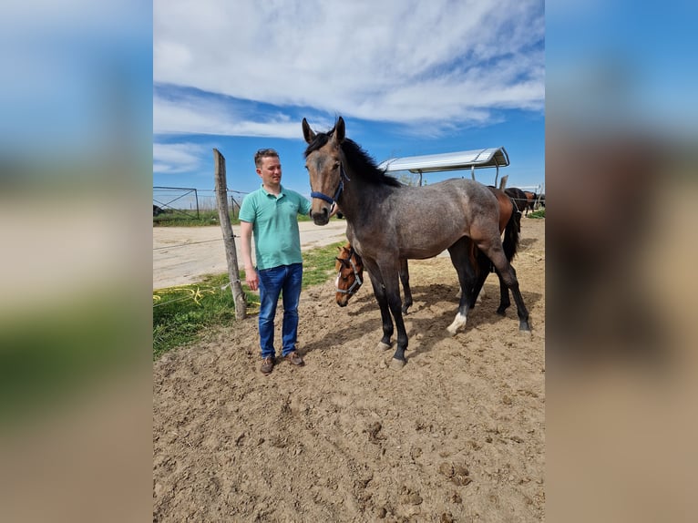 Oldenburger Springpferd Stute 20 Jahre 175 cm Fuchs in Derwitz